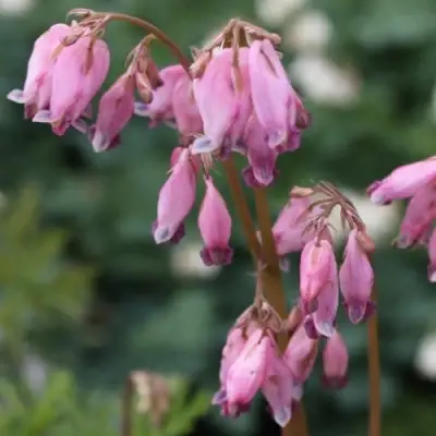 Дицентра изящная в Калинковичах