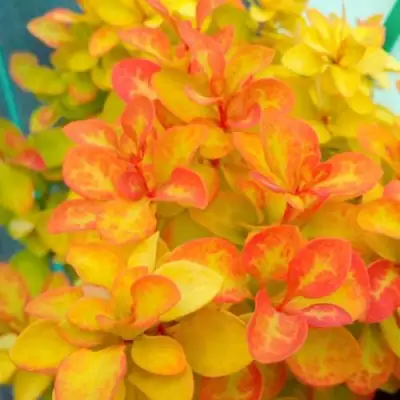 Барбарис САММЕР САНСЕТ тунберга в Калинковичах