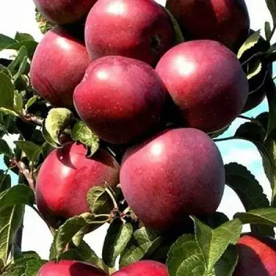 Яблоня СОЗВЕЗДИЕ колонновидная в Калинковичах