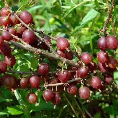 Крыжовник ОЛАВИ (ХИННОНМАЕН ПУНАЙНЕН) в Калинковичах