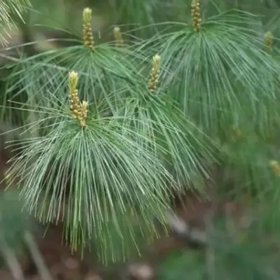 Сосна АРМАНДИ в Калинковичах