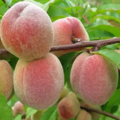 Персик ЕЛГАВСКИЙ в Калинковичах