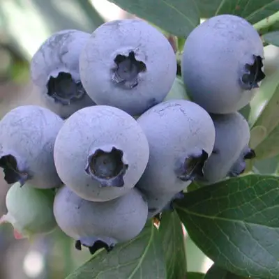 саженцы голубики