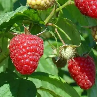 Малина ТАДМОР в Калинковичах