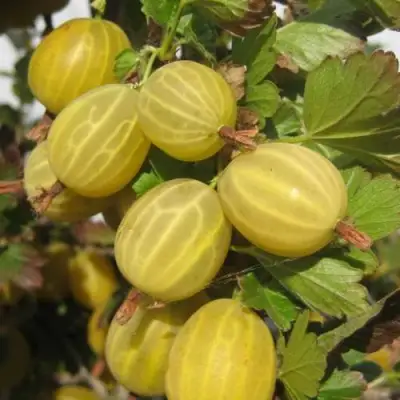 Крыжовник ЯРОВОЙ в Калинковичах