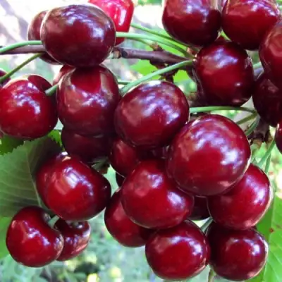 Вишня ЖУКОВСКАЯ в Калинковичах