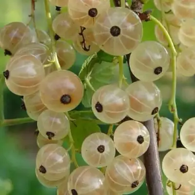 Смородина белая СМОЛЬЯНИНОВСКАЯ в Калинковичах