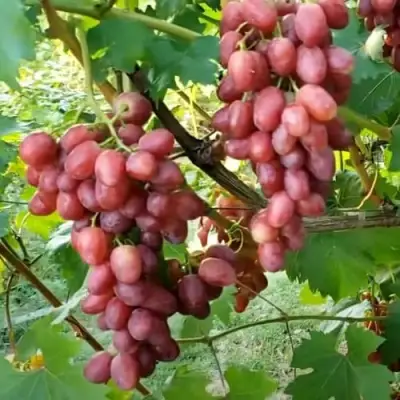 Виноград БАСАНТИ в Калинковичах