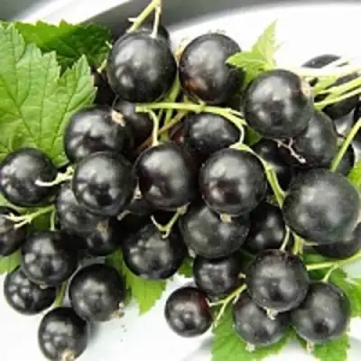 Смородина чёрная ТИТАНИЯ в Калинковичах