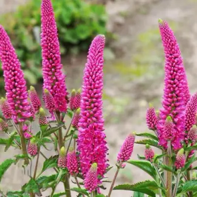 Вероника ФЕРСТ ЛАВ длиннолистная в Калинковичах