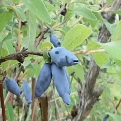 Жимолость съедобная ПУШКИНСКАЯ в Калинковичах