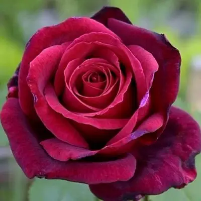 Роза ПАПА МЕЙЯН чайно-гибридная в Калинковичах