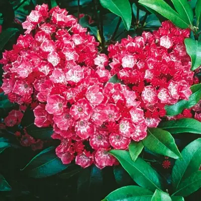 Кальмия КАРДИНАЛ в Калинковичах