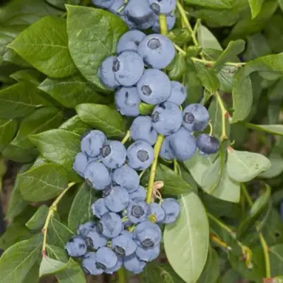 Голубика ЛИБЕРТИ в Калинковичах