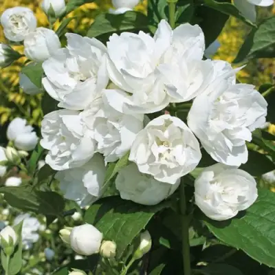 Жасмин махровый в Калинковичах