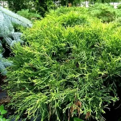 Кипарисовик ФИЛИФЕРА АУРЕА ВАРИЕГАТТА горохоплодный в Калинковичах