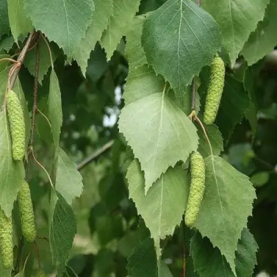 Береза бородавчатая в Калинковичах