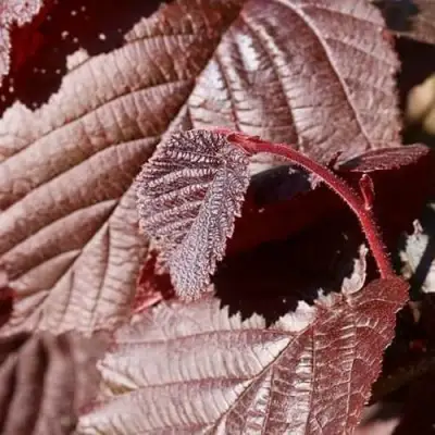 Фундук СИРЕНА в Калинковичах