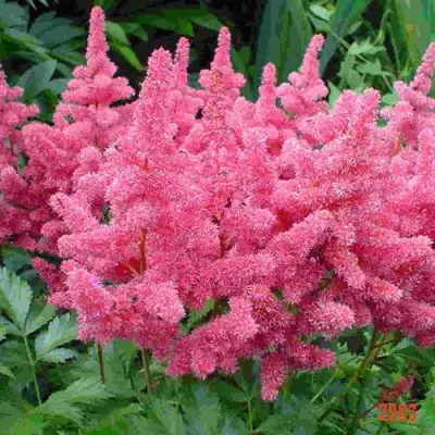 Астильба БОНН японская в Калинковичах