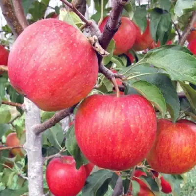 Яблоня ЖЕНЕВА (ЖЕНЕВА ЭРЛИ) в Калинковичах