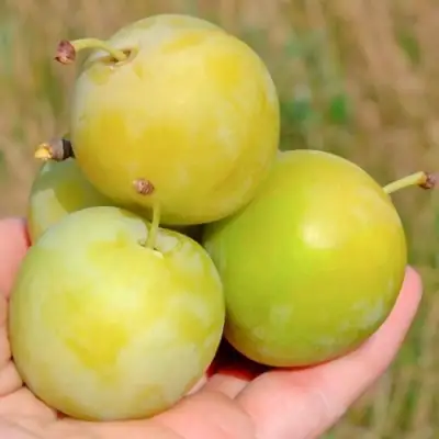 Слива РЕНКЛОД ранний в Калинковичах