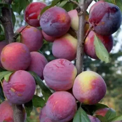 Слива ИМПЕРИАЛ колонновидная в Калинковичах