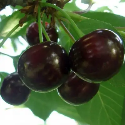 Дюк КСЕНИЯ (ЧЕРЕВИШНЯ) в Калинковичах