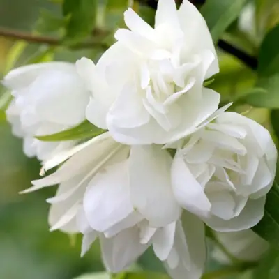 Жасмин МАНТО Д’ЭРМИН в Калинковичах