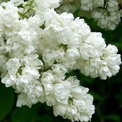 Сирень ПАМЯТЬ О КОЛЕСНИКОВЕ в Калинковичах