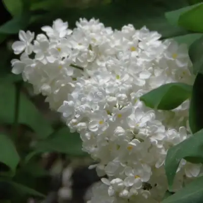 Сирень РУССКИЙ СЕВЕР в Калинковичах