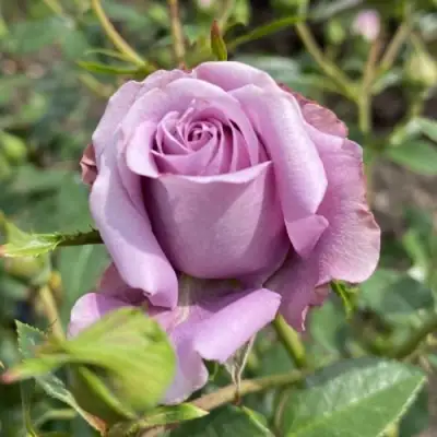 Роза БИЛОНА спрей в Калинковичах