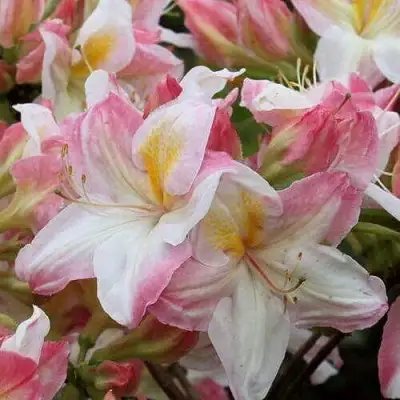 Азалия САТОМИ японская в Калинковичах