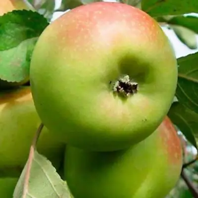 Яблоня БРАТ ЧУДНОГО стелющаяся в Калинковичах