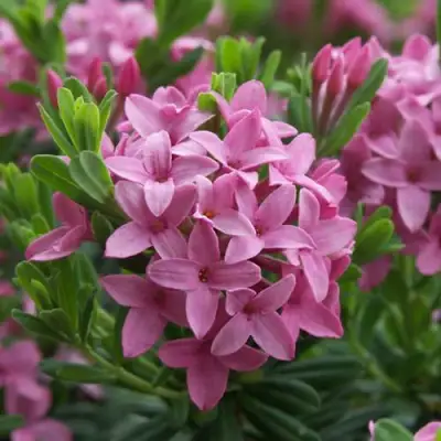 Волчеягодник КОЛЛИНА ГАРАЛЕНС в Калинковичах