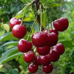 Дюк ФАКЕЛ в Калинковичах