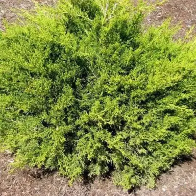 Можжевельник ИЗАБЕЛИН китайский в Калинковичах