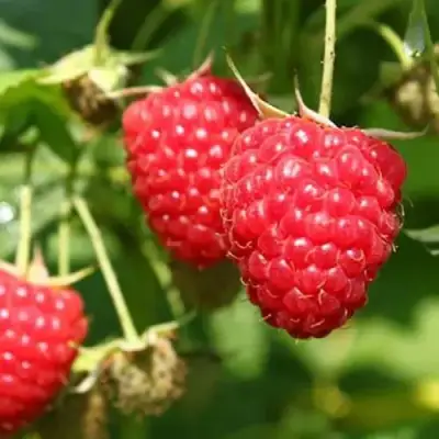 Малина БАЛЬЗАМ в Калинковичах