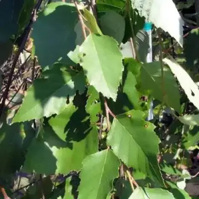 Береза САММЕР КАСКАД черная в Калинковичах