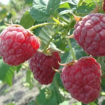 Малина БРУСИЛОВСКАЯ в Калинковичах