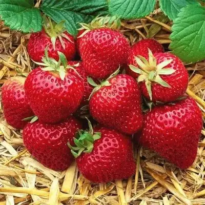 Клубника ХОНЕЙ в Калинковичах