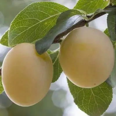 Слива УТРО в Калинковичах