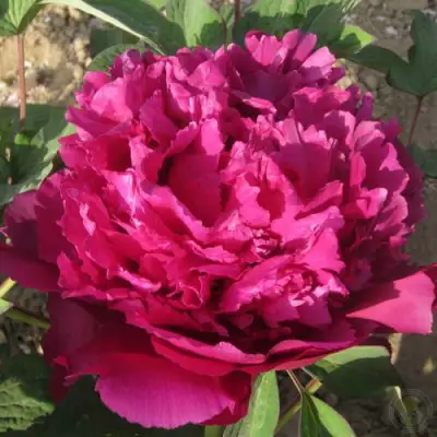 Пион ТАЙНАЯ СТРАСТЬ древовидный в Калинковичах