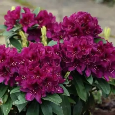 Рододендрон КАЛИ в Калинковичах