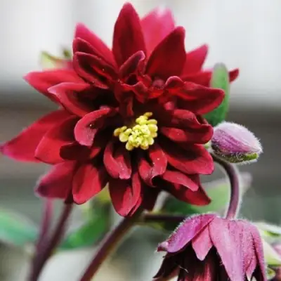 Аквилегия РУБИ ПОРТ обыкновенная в Калинковичах