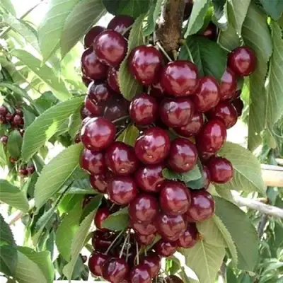 Черешня СИЛЬВИЯ колоновидная в Калинковичах