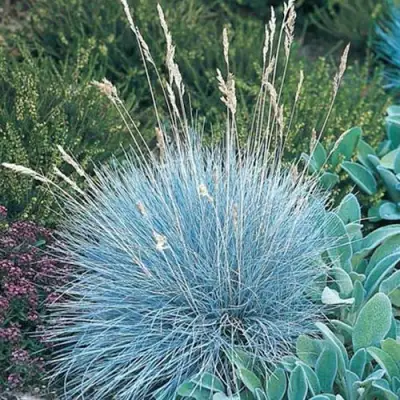 Овсяница АЙСФОГЕЛЬ сизая в Калинковичах