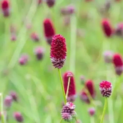 Кровохлебка БИТЛВИНГЗ в Калинковичах