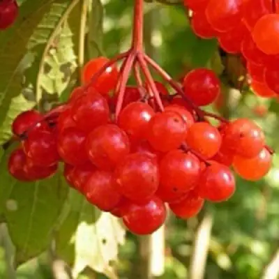 Калина ПАМЯТИ ВАЛЕНТИНЫ в Калинковичах