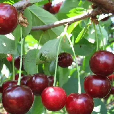 Дюк ИВАНОВНА в Калинковичах