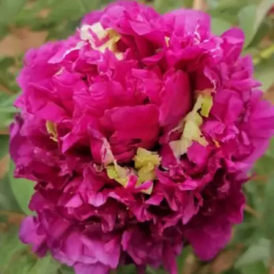 Пион ПОЛЕТ ЛАСТОЧКИ древовидный в Калинковичах